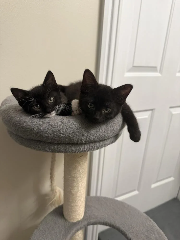A baby medium-sized female Black & White / Tuxedo Domestic Short Hair cat named Cedar for adoption in Clinton Township, MI