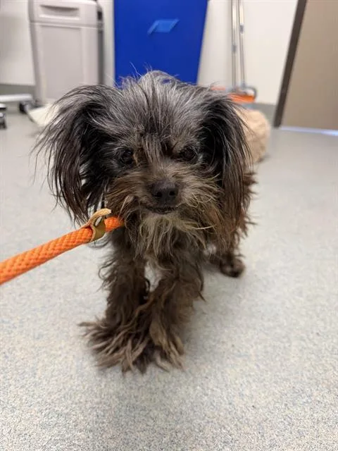 A senior small-sized female Yorkshire Terrier dog named Hannah for adoption in Ontario, CA