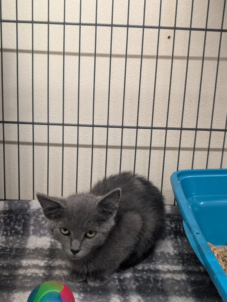 A baby small-sized male Domestic Short Hair cat named Winston for adoption in Sidney, NY