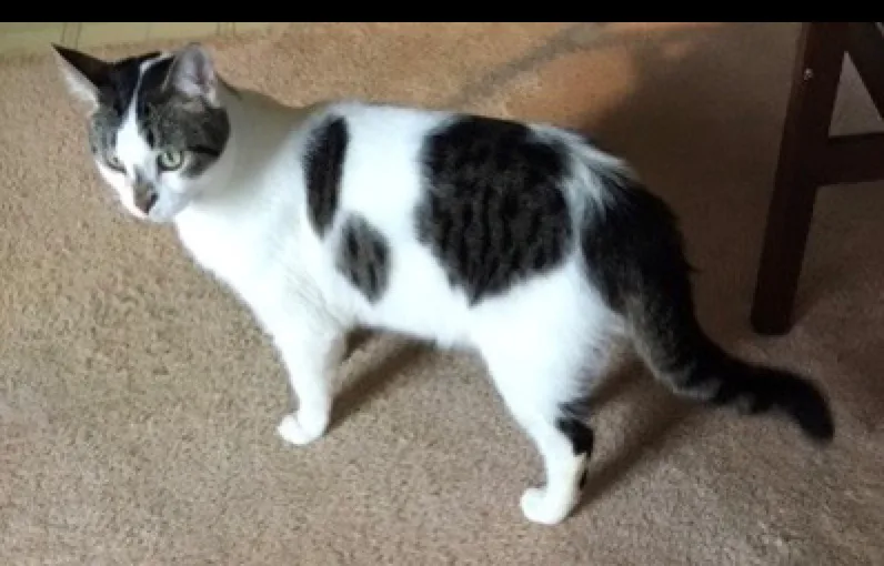 Gershwin thumbnail 2