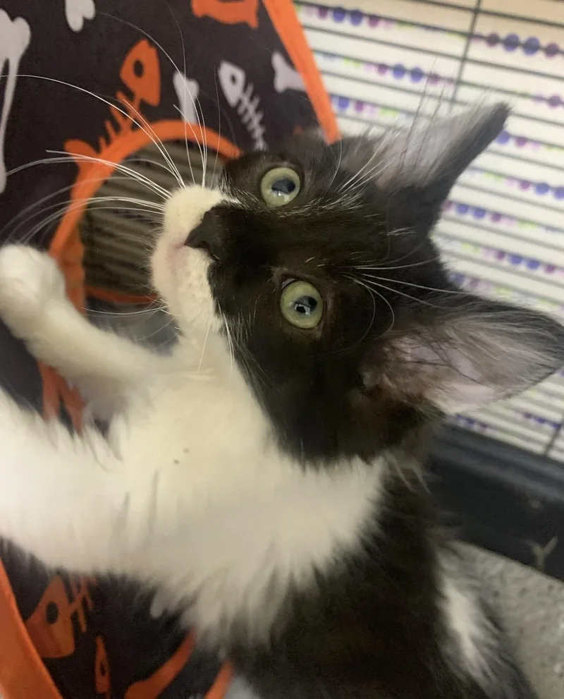 A baby small-sized male Domestic Short Hair cat named Jay for adoption in Wasilla, AK