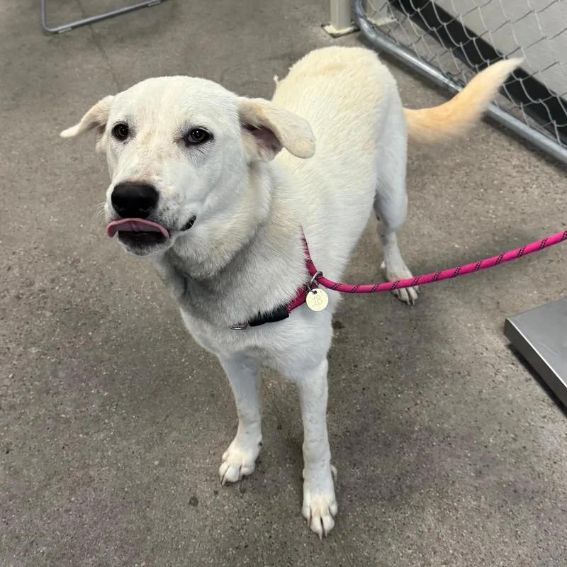 A young medium-sized female White / Cream Mixed Breed dog named Odette for adoption in Las Cruces, NM