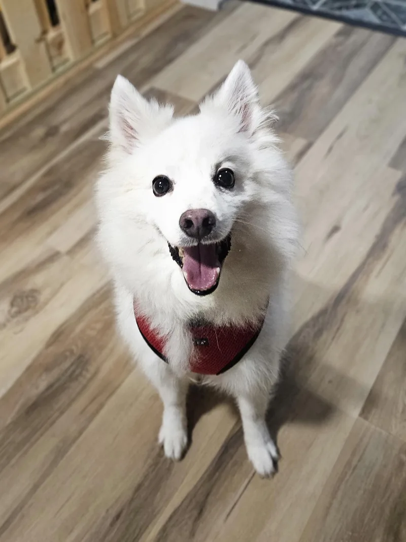 An adult small-sized male Eskimo Dog dog named Leonard for adoption in Milwaukee, WI