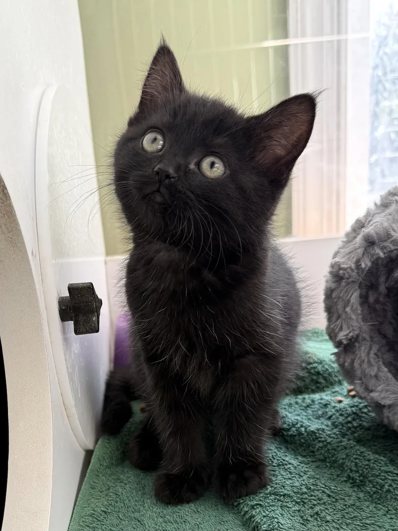 A baby medium-sized female Black Domestic Short Hair cat named Ebony for adoption in Bedford, VA