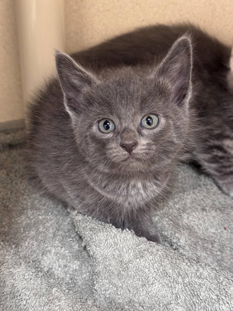 A baby small-sized male Domestic Short Hair cat named Dollop for adoption in Hackensack, MN