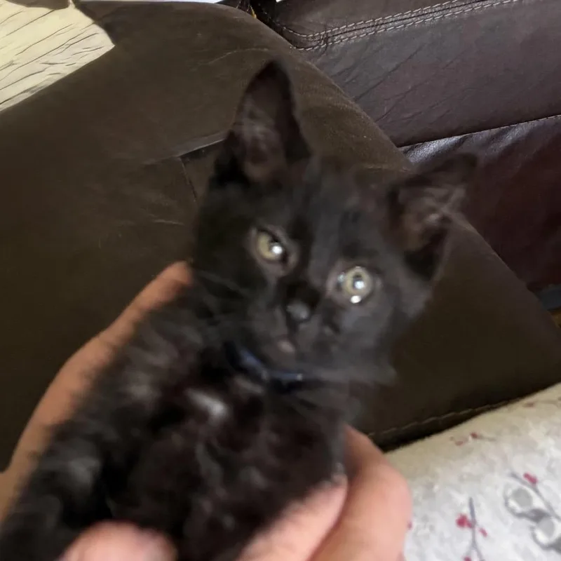 A baby small-sized male Black Domestic Short Hair cat named Ren for adoption in Grantsville, UT