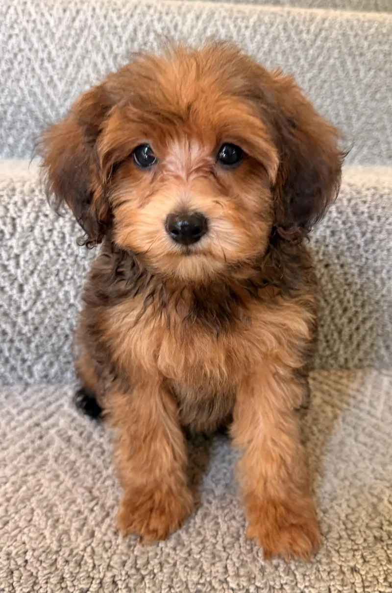 A baby small-sized male Pomeranian dog named Oscar for adoption in Overland Park, KS