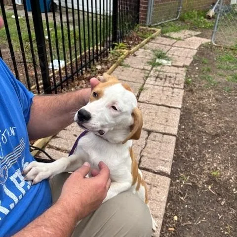 A baby medium-sized female Feist dog named Feya for adoption in Corsicana, TX