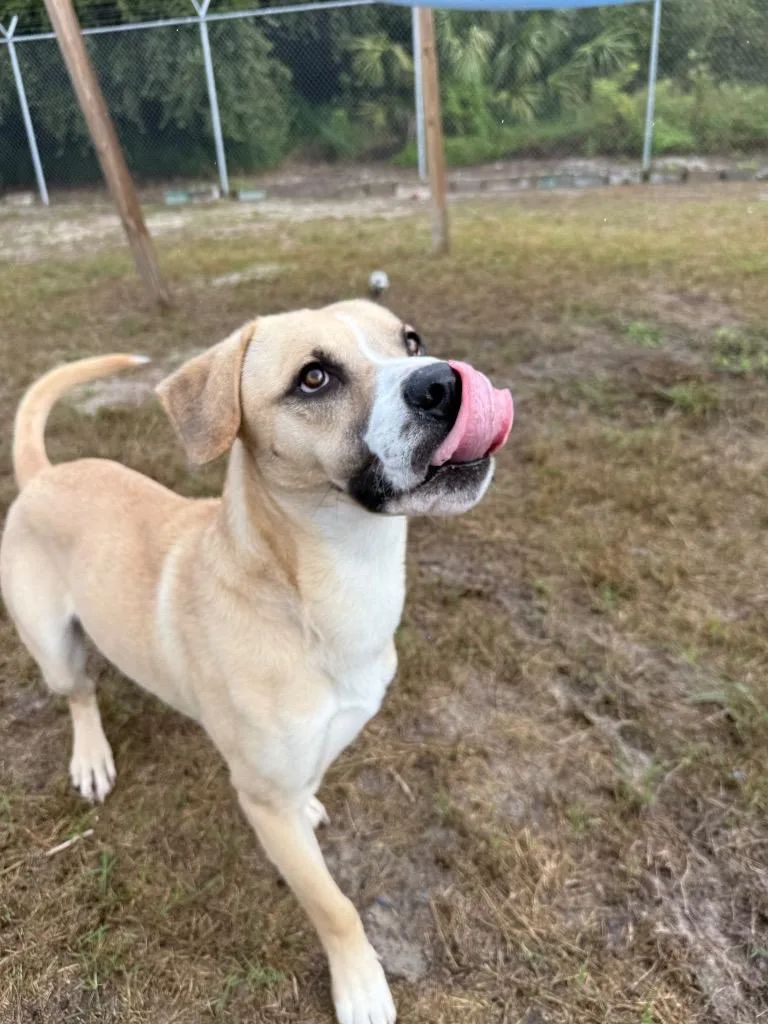 Freddy  Blue thumbnail 4