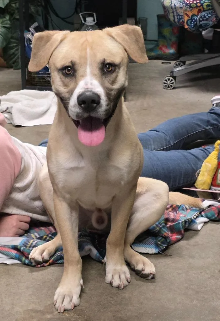 Freddy  Blue thumbnail 5