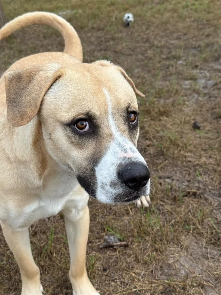 Freddy  Blue thumbnail 6