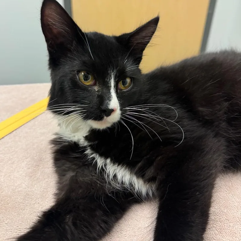 A baby medium-sized male Black Domestic Medium Hair cat named Sleepy for adoption in Jacksonville, FL