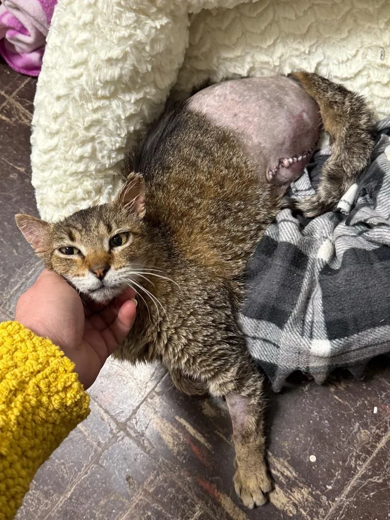 An adult large-sized male Domestic Short Hair cat named Greg for adoption in Effingham, IL