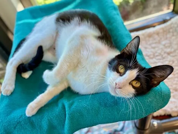 An adult small-sized female Domestic Short Hair cat named Pistachio for adoption in Portland, OR