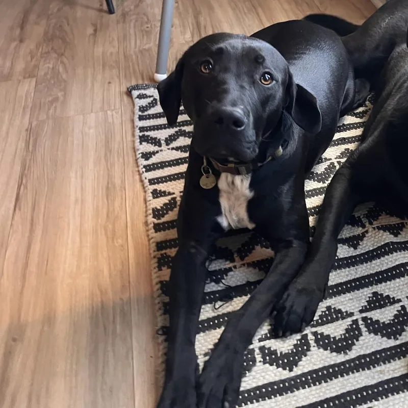 An adult medium-sized male Black Pit Bull Terrier dog named Oits for adoption in Columbus, GA