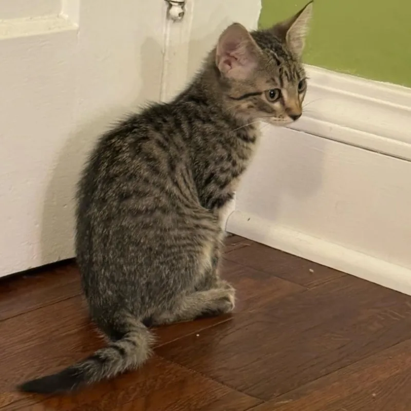 A baby small-sized female Gray / Blue / Silver Domestic Short Hair cat named Diamond for adoption in DeKalb, IL