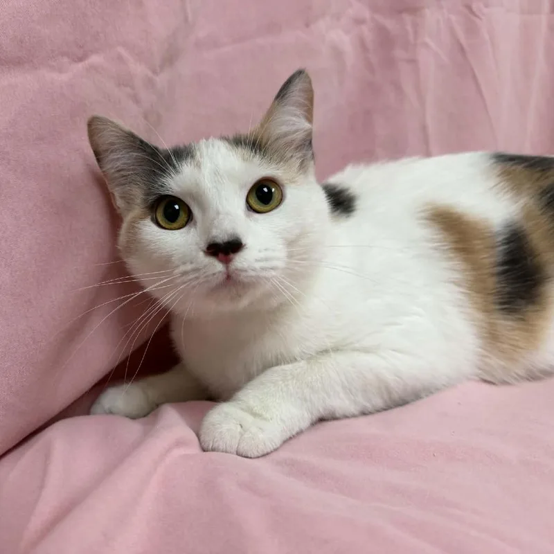 A young medium-sized female Calico Domestic Short Hair cat named Peaches for adoption in Verona, VA