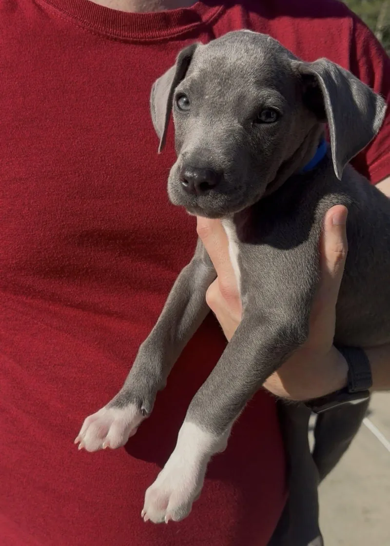 A baby large-sized male Terrier dog named Pork Chop for adoption in Berlin, NJ