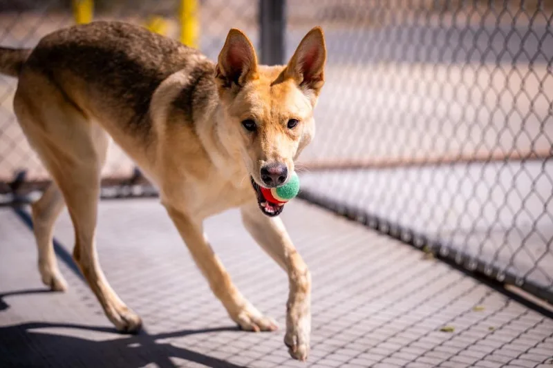 Stevie Nicks thumbnail 3