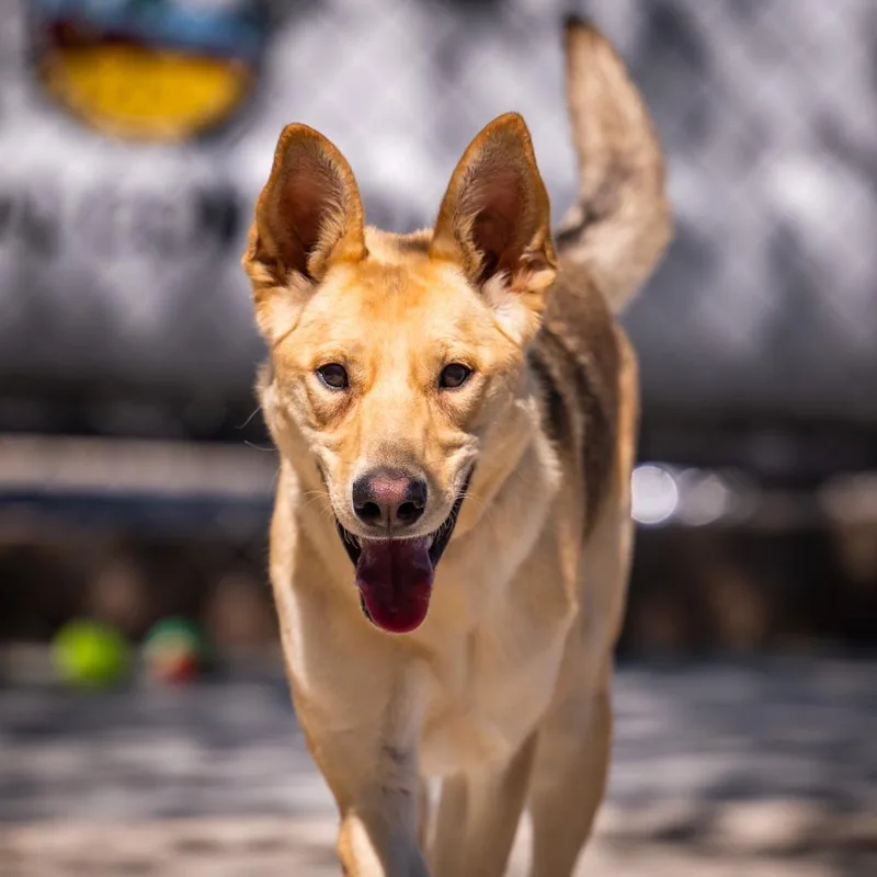 Stevie Nicks thumbnail 5