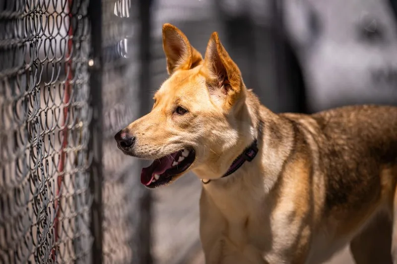 Stevie Nicks thumbnail 6