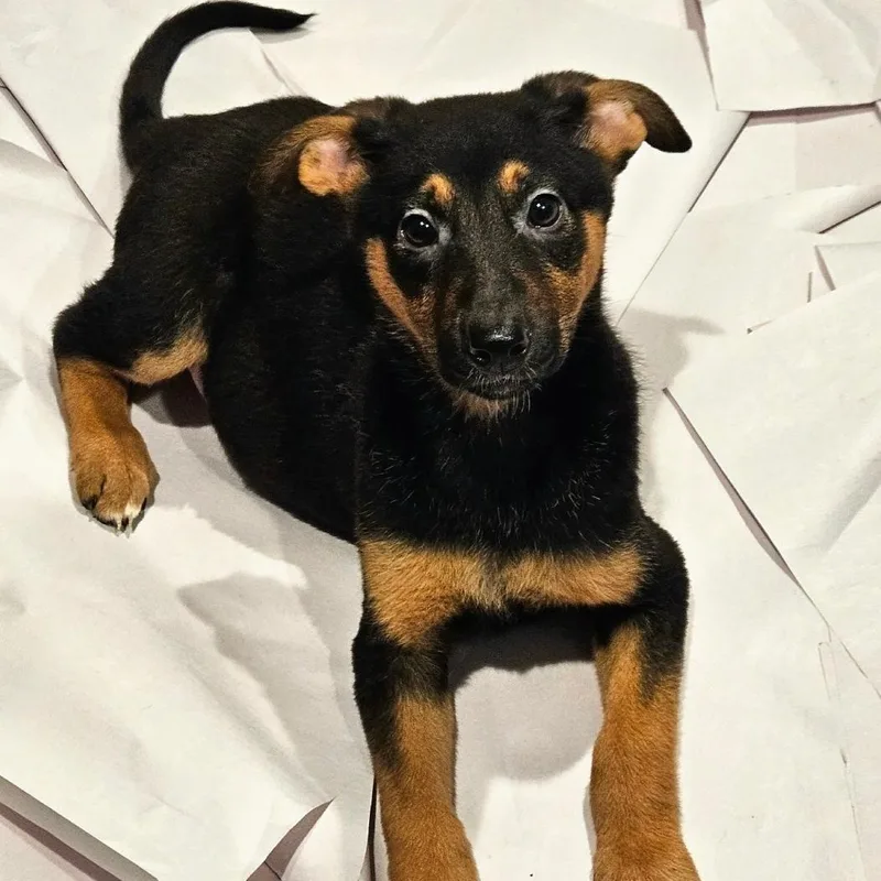 A baby large-sized female Apricot / Beige German Shepherd Dog dog named Bonsai for adoption in Chicago, IL