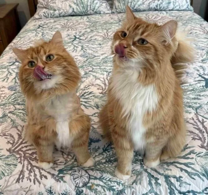An adult large-sized male Orange & White Maine Coon cat named Leo for adoption in Greensboro, NC