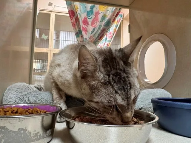 An adult medium-sized male Domestic Short Hair cat named Banks for adoption in Fairfield, CA