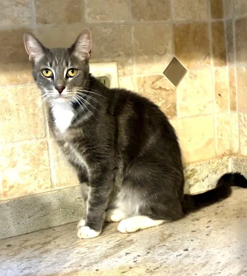 A young medium-sized female Tabby (Gray / Blue / Silver) Tabby cat named Allie for adoption in Mobile, AL