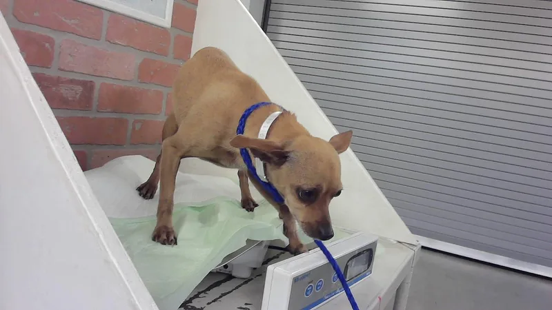 An adult small-sized female Chihuahua dog named Bonnie for adoption in Houston, TX