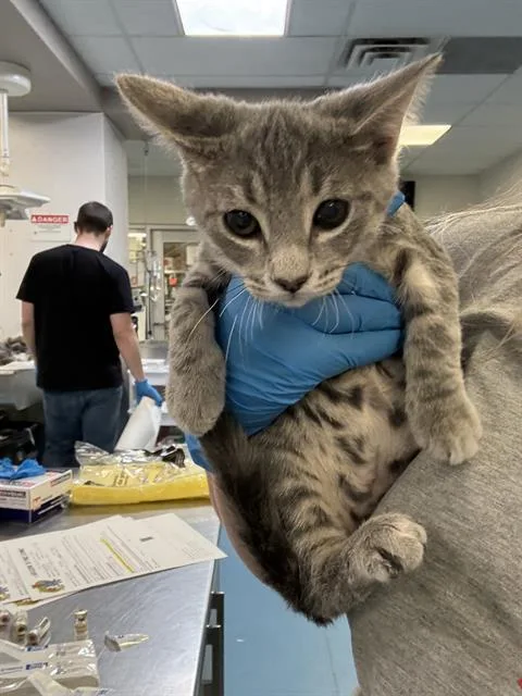 A baby small-sized male Domestic Short Hair cat named Sparkler for adoption in Tucson, AZ