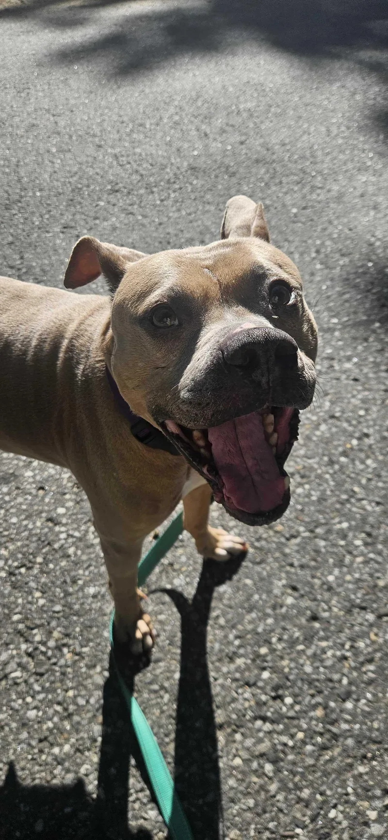 An adult medium-sized female Mixed Breed dog named Rosebud for adoption in Bowdoin, ME