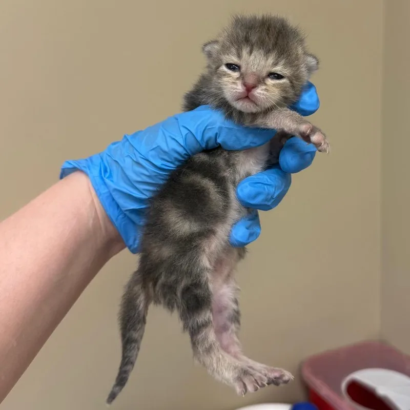 A baby small-sized male Gray / Blue / Silver Domestic Short Hair cat named Corbin for adoption in Birmingham, AL