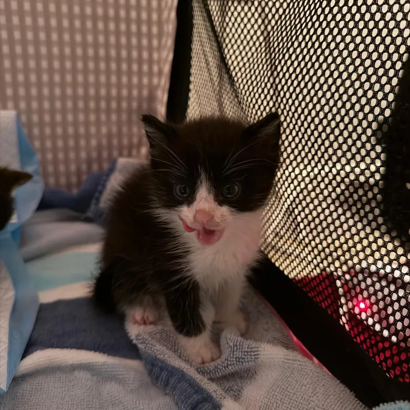 A baby small-sized male Black Domestic Short Hair cat named Everything but the Bagel for adoption in Austin, TX