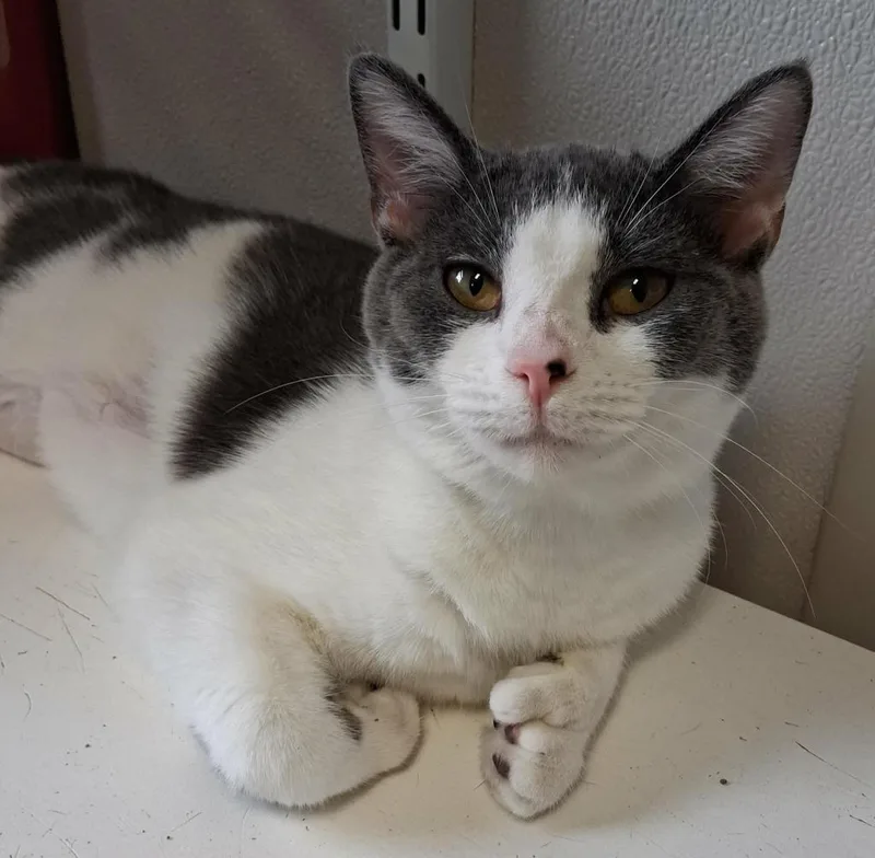 A young small-sized female Domestic Short Hair cat named Melody for adoption in Fremont, OH