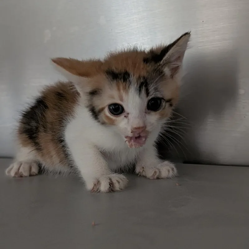 A young small-sized female Orange / Red Domestic Short Hair cat named Castile for adoption in Buchanan Dam, TX