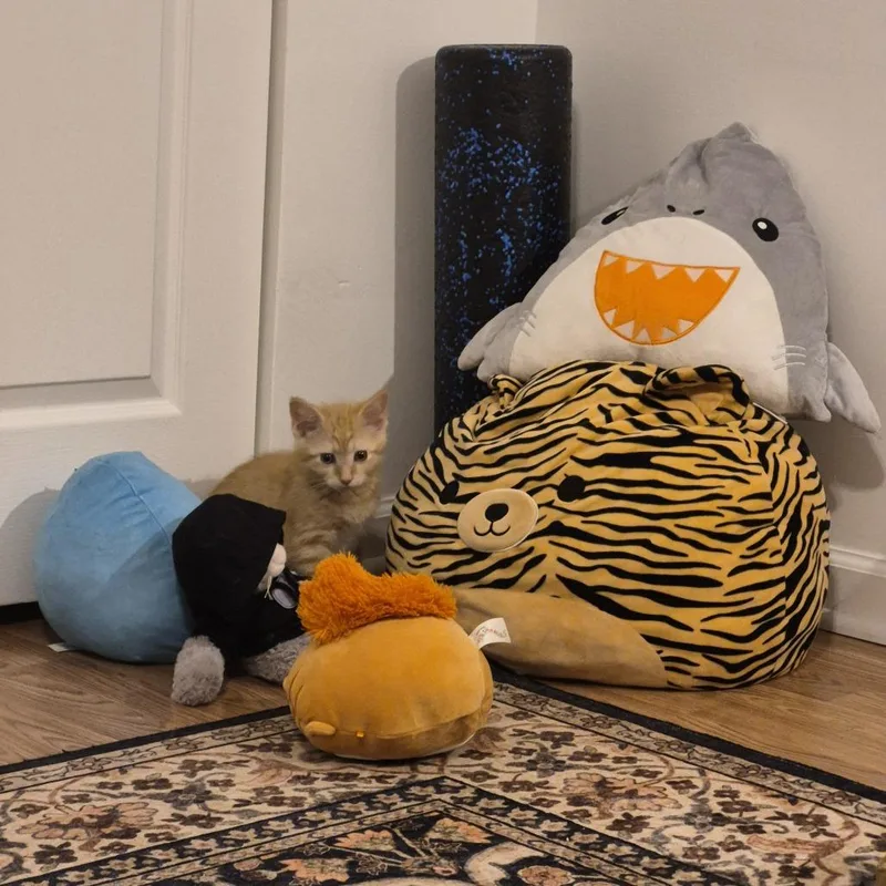 A baby small-sized male Orange / Red Domestic Short Hair cat named Bud Light for adoption in PITTSBURGH, PA