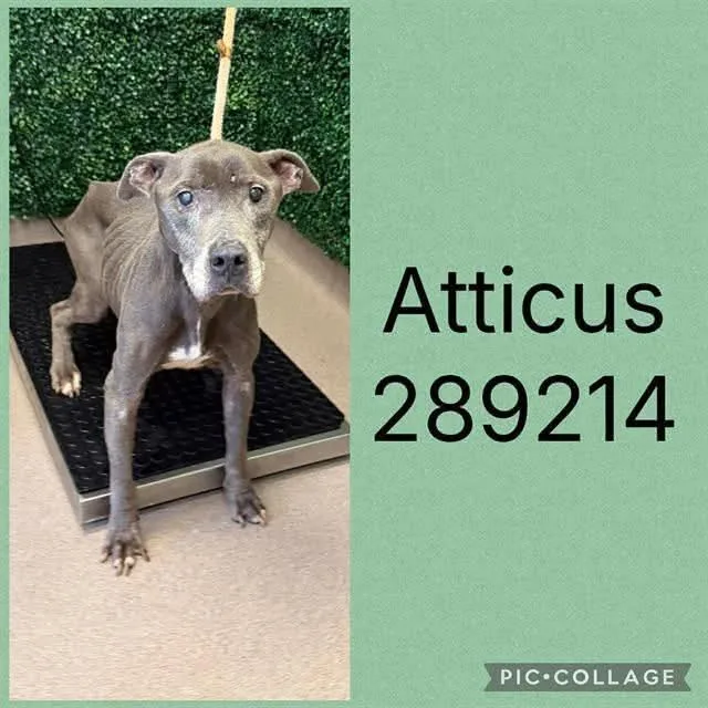 A senior medium-sized male Gray / Blue / Silver Terrier dog named Atticus for adoption in Cumberland, RI