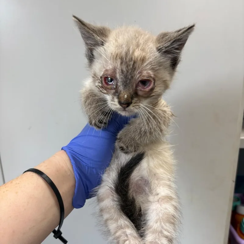 A baby small-sized female Cream / Ivory Domestic Short Hair cat named Boom Boom Sauce for adoption in Columbiana, AL