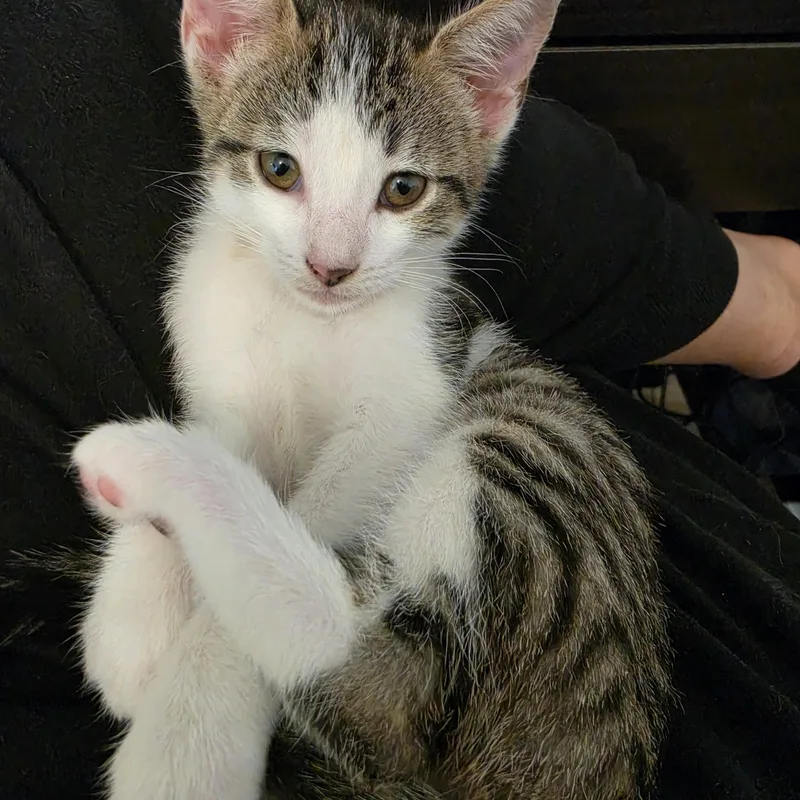 A baby small-sized female Tabby (Brown / Chocolate) Domestic Short Hair cat named Yoko for adoption in Fountain Valley, CA