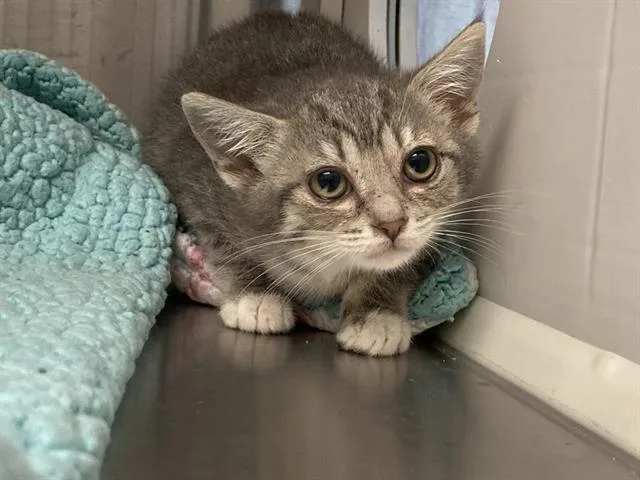 A baby small-sized female Domestic Short Hair cat named Graceland for adoption in Tustin, CA