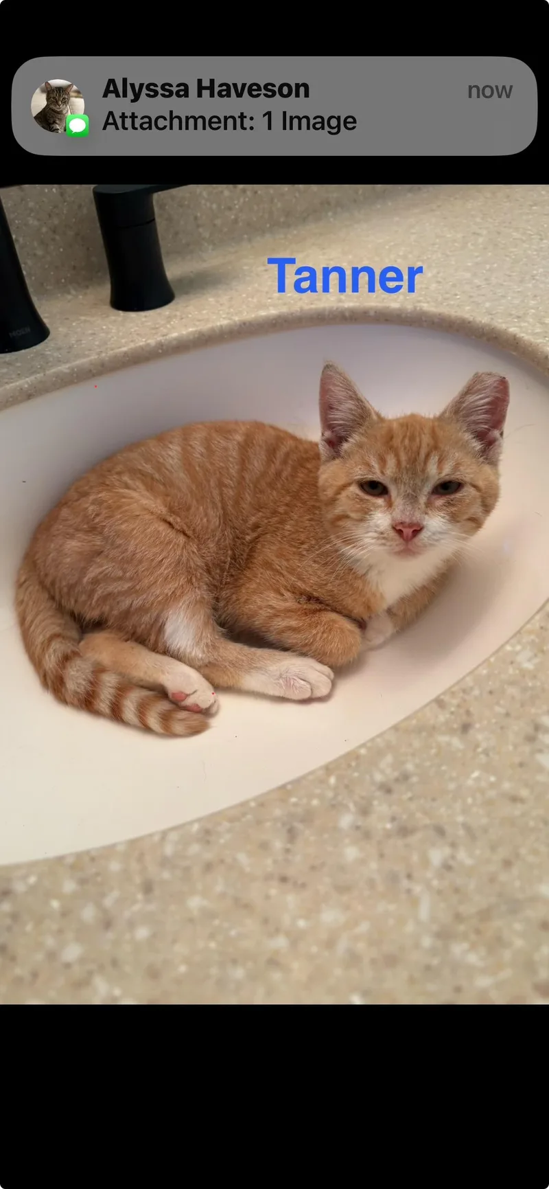 Tanner & Thomas thumbnail 2