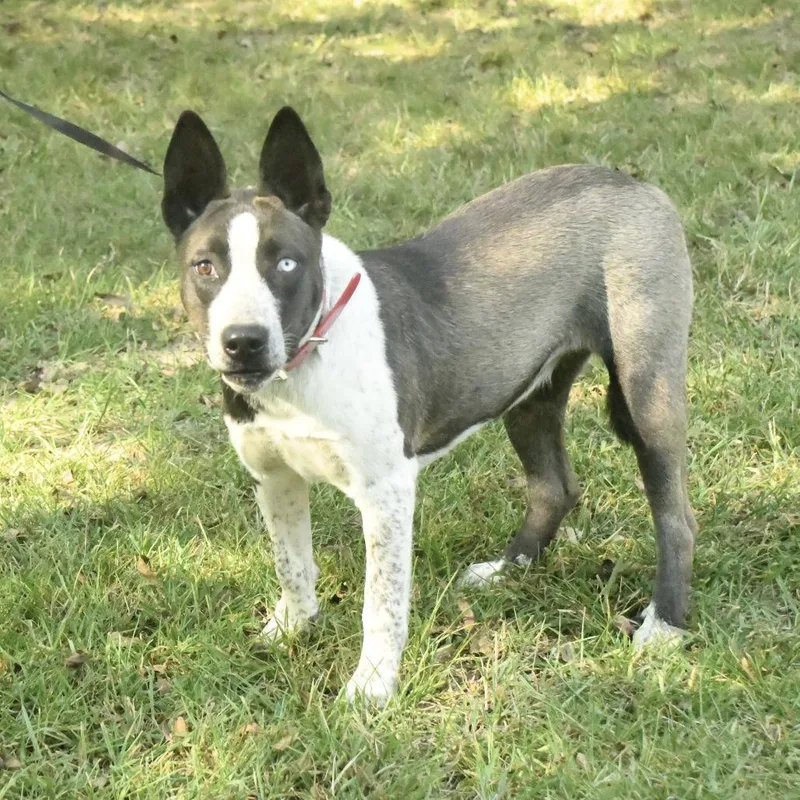 An adult medium-sized female Catahoula Leopard Dog dog named Gertie for adoption in Natchez, MS
