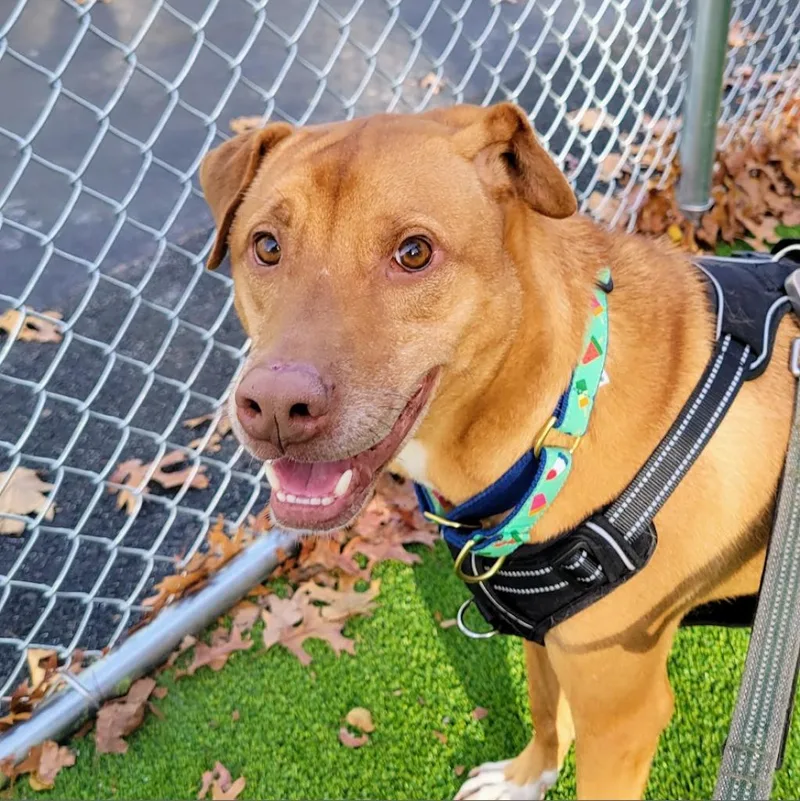 A senior large-sized male Yellow / Tan / Blond / Fawn Retriever dog named Leo for adoption in Warwick, RI