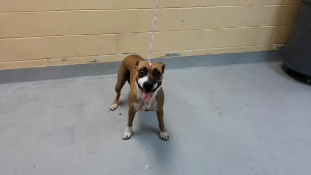 A young medium-sized female Pit Bull Terrier dog named Orchestra for adoption in Tulsa, OK