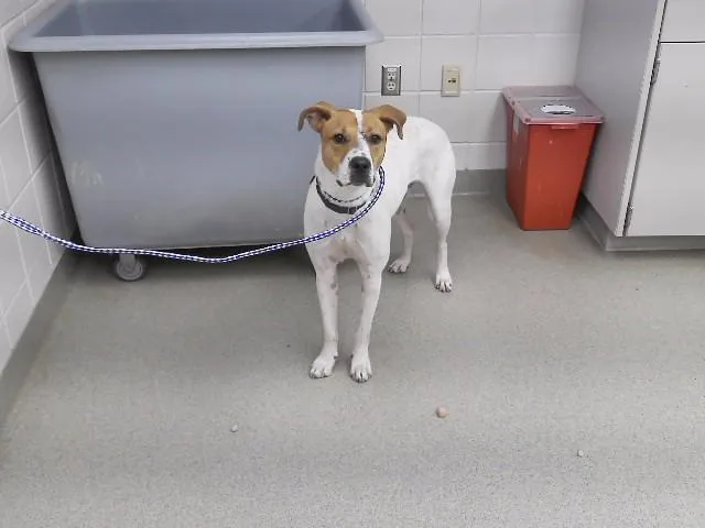 An adult medium-sized male Labrador Retriever dog named Cody for adoption in Omaha, NE