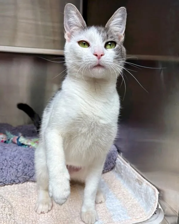 A young small-sized female Domestic Short Hair cat named Michi for adoption in Novato, CA