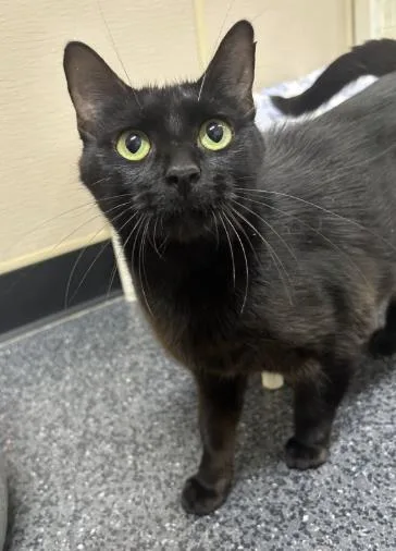 An adult small-sized female Domestic Short Hair cat named Potato for adoption in Roseville, CA