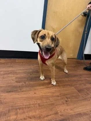 An adult medium-sized female Mixed Breed dog named Blair for adoption in Savannah, GA