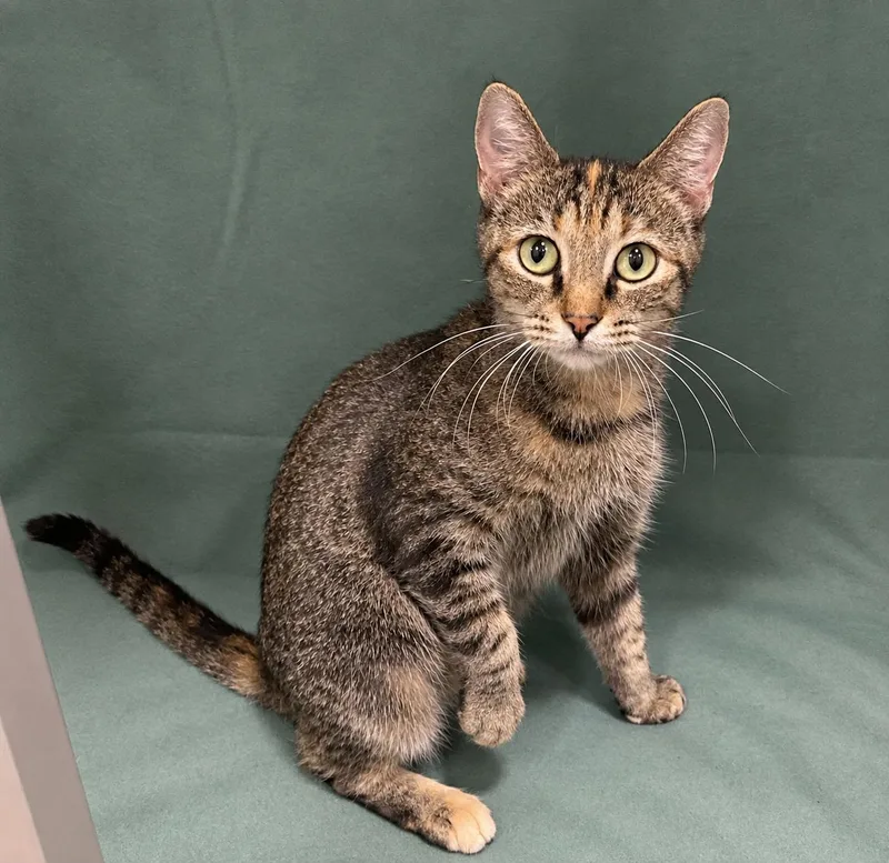 An adult medium-sized female Domestic Medium Hair cat named Minnie for adoption in Manitou Springs, CO